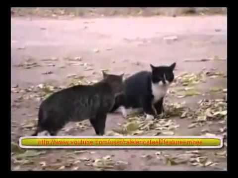 Katzen streiten, bis die Polizei kommt (Gato Jedi vs Gato Sith)