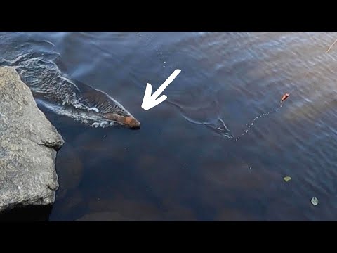 MINKKI yritti iskeä mun UISTIMEEN