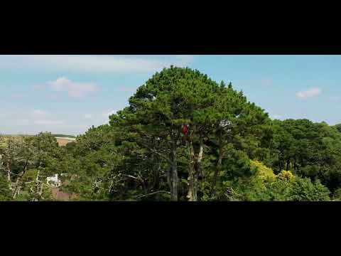 Valhalla Tree Care video.