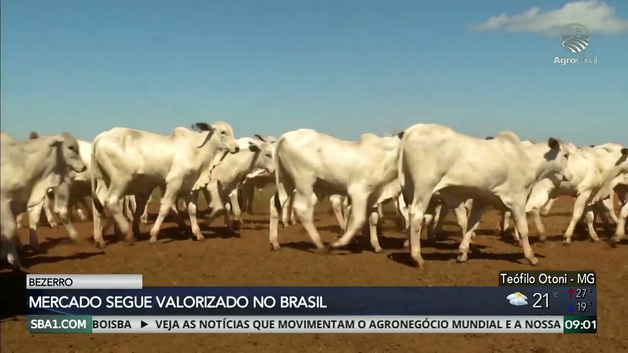 Mercado de bezerros segue valorizado no Brasil devido à falta de oferta