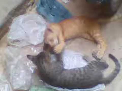 funny cat fighting...DJ.EBAD...3gp