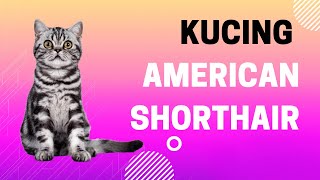 Download lagu Ras Kucing American Shorthair: Sejarah, Ciri-ciri, dan Perawatan mp3