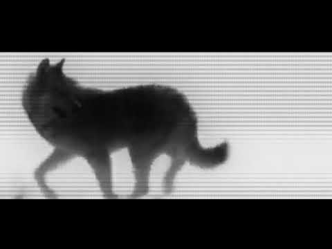 KALI FAT DUB - Habubi