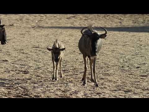 Blue Wildebeest - calf following mother,trying to suckle