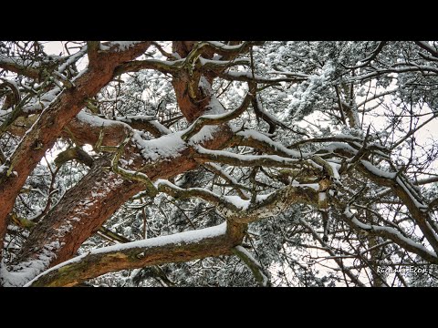 Insel Rügen - ein Märchenwald bei Samtens  -  en607