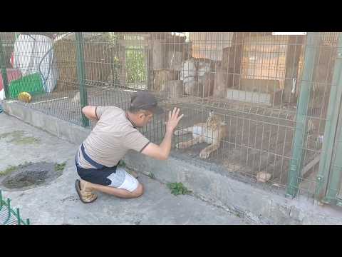 Бухой узбек из "Интерпола" грязно пристал в приюте к 3-лапой рыси. Real video