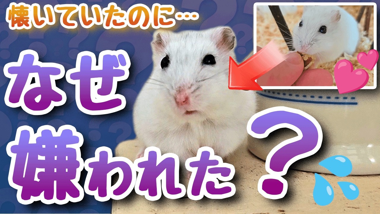 【飼主失格！】ハムスターが懐いてたのに急に嫌われるヤバい行動 5つ