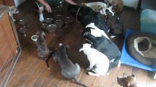 Собачья столовая