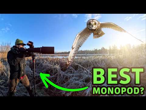 Best Monopod for Wildlife Photography? Ifootage Compared