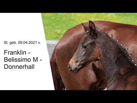 St v Franklin x Belissimo M x Donnerhall 2021