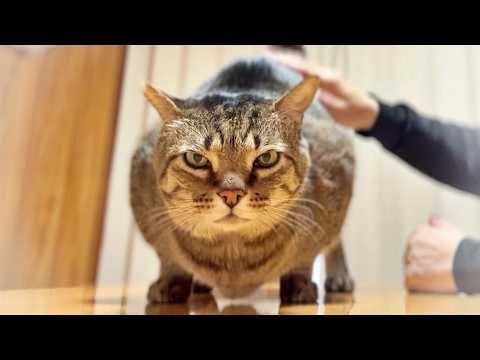 朝から全力で甘えてくる猫がかわいい【元野良猫・保護猫】