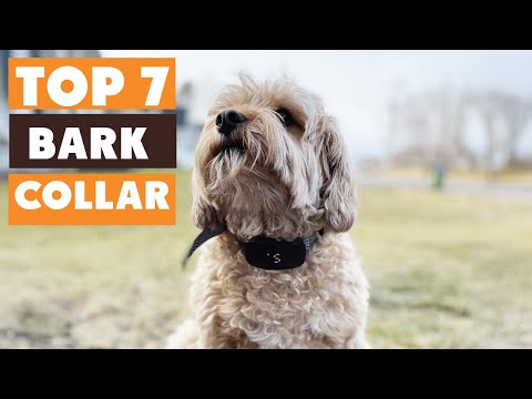 7 Best Bark Collars to Stop Excessive Barking in 2025