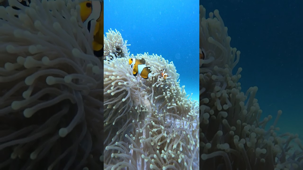 YouTube Short thumbnail