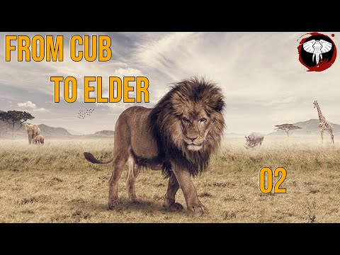 From Cub To Elder Lion - Animalia Survival