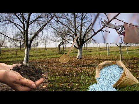 Для обильного урожая полезных фруктов необходимо выполнить следующие работы в саду в январе.