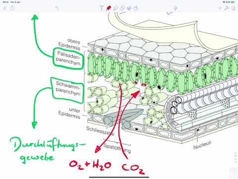 Internal anatomy of the leaf