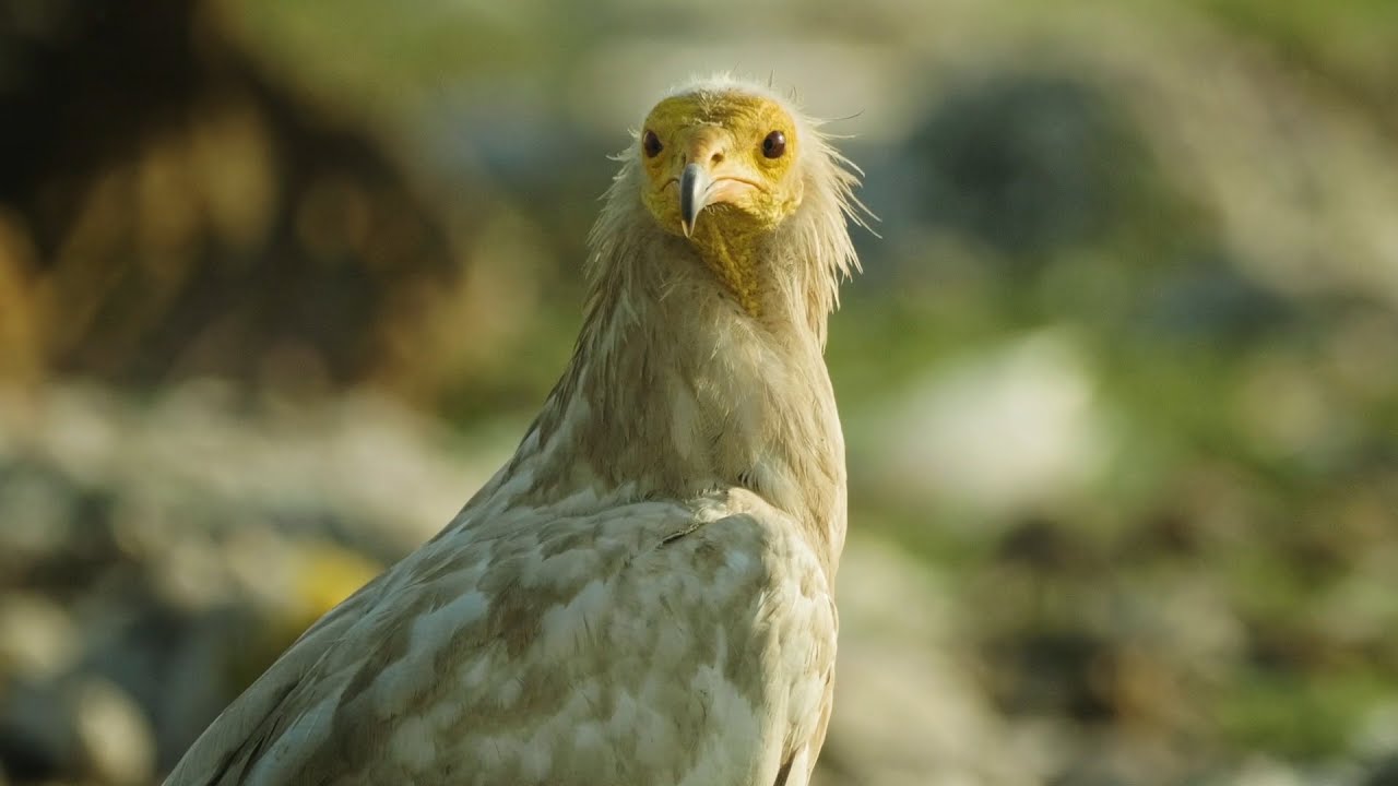 Vultures: The Carrion Cleaners — Scavengers At Risk