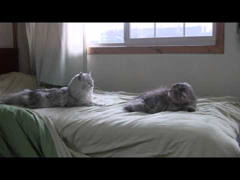 cat mauro being attacked