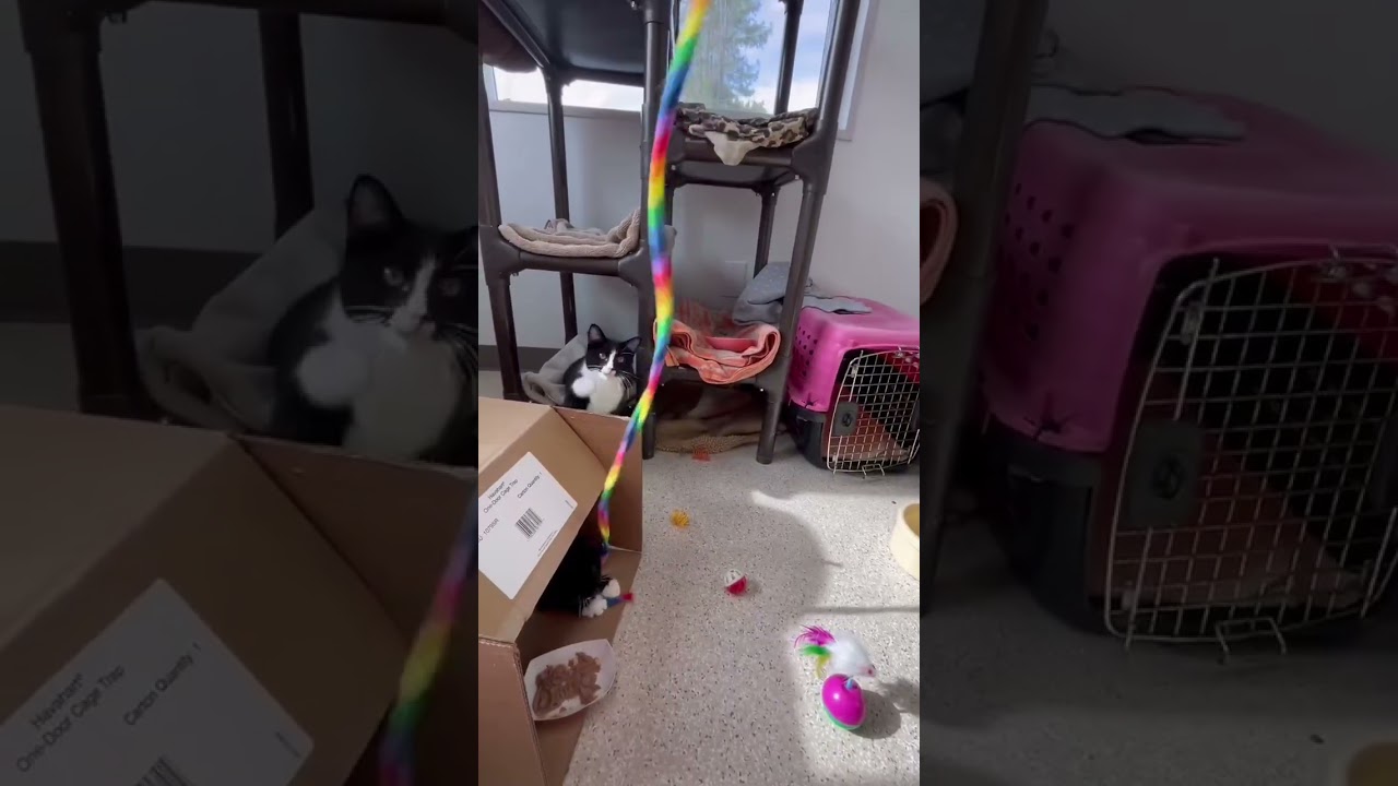 Chespirito, a Adoptable Domestic Short Hair in St. Helena, CA video 5/6