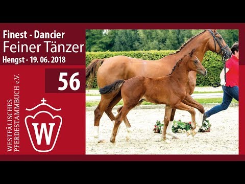 56 Feiner Tänzer Hengst v. Finest - Dancier