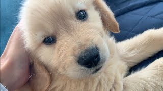 The sleeping face of a cute golden retriever puppy was surprising