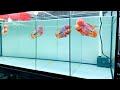Beautiful Flowerhorn Fish Show | Amazing Kamfa Flowerhorn Cichlid Tank