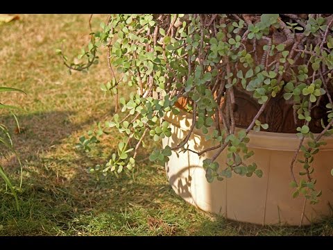 How to Rehydrate Your Potted Plants (Urdu) Video