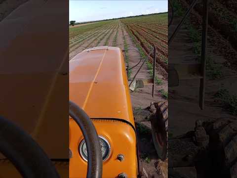 plantio do amendoim na chapada do araripe @fazenda baixa fria ipubi pe