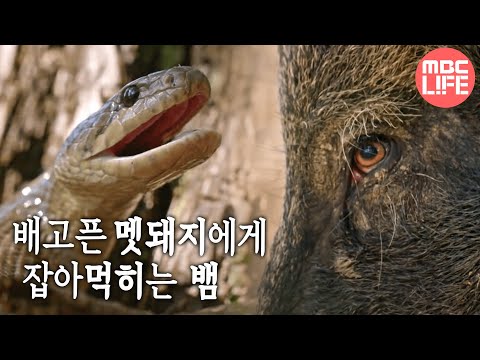 , title : '[MBC DMZ, THE WILD] - 배고픈 멧돼지에게 먹히고 마는 뱀 20170619'
