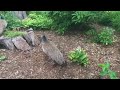 Detroit Zoo