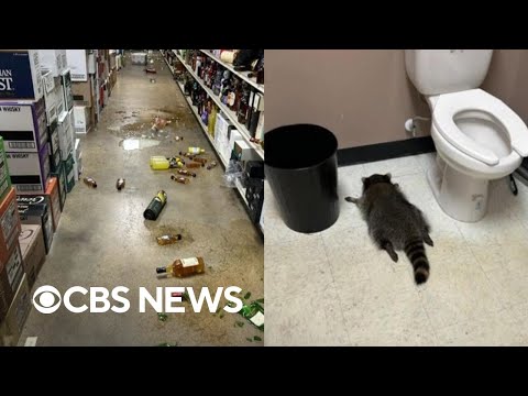 Raccoon breaks into liquor store, gets drunk and passes out