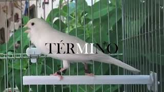 TÉRMINO | Teaser Cortometraje Experimental (2020)