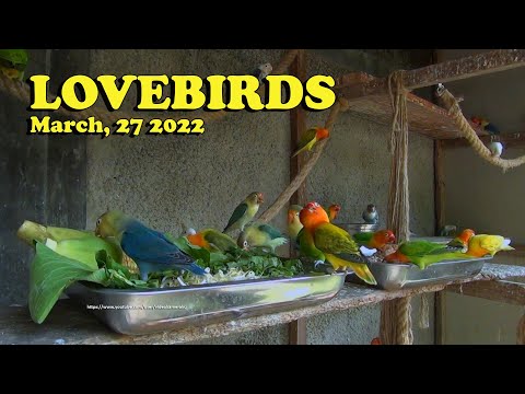 Sunday Morning, March 27, 2022 - Lovebirds Activity Enjoying Their Food