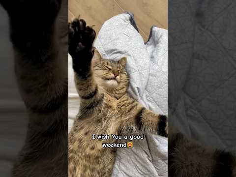 Happy weekend 😽 #cat #catlife #terry #terrylife #thecatterry #kitten #georgia #cute #batumi
