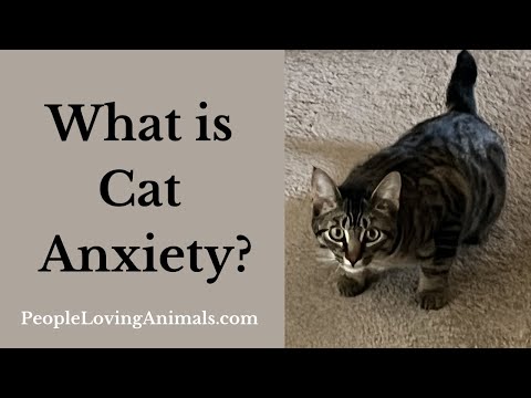 What is Cat Anxiety?  Symptoms, Causes and Treatment
