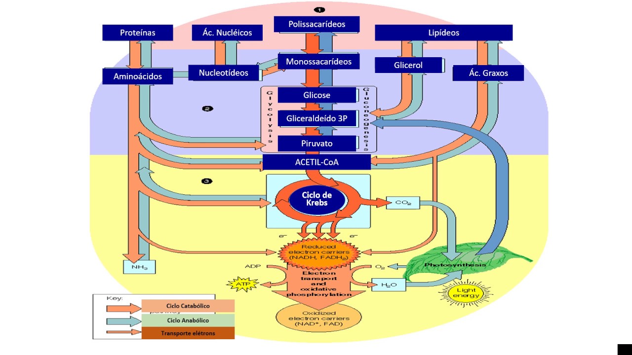 Como estudar vias metabólicas