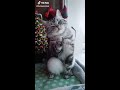 Cute cat video on TikTok
