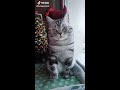 Cute cat video on TikTok