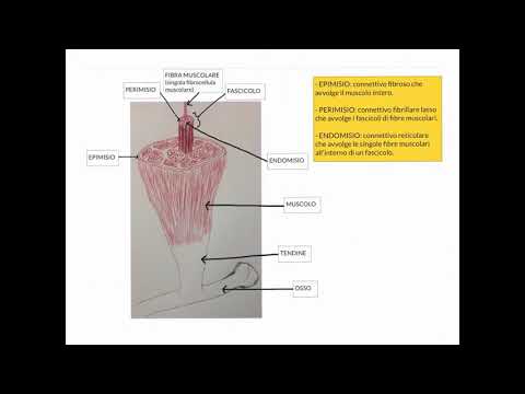 CORSO DI ISTOLOGIA LEZIONE 23 DI 30 TESSUTO MUSCOLARE PARTE 2