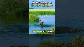 The Most Dangerous Place for a Wildebeest