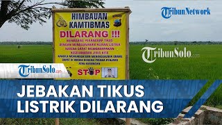 Jebakan Tikus Berlistrik Dilarang di Sragen, Pelanggar akan Didenda Rp 500 Juta dan 5 Tahun Penjara