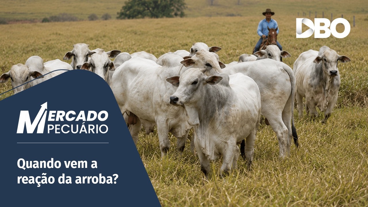 Boi gordo: pressão continua, mas a arroba pode reagir em agosto