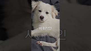 강아지가 이런 행동을 보인다면 최고의 보호자 9가지 (모음)