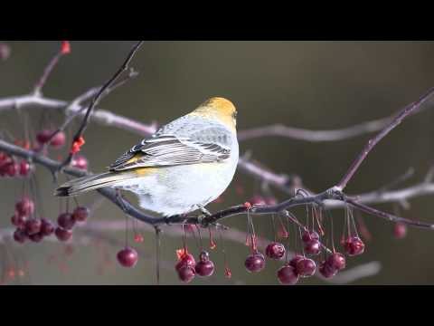 Pine Grosbeak
