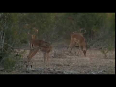 Safari Live Videos--Sunrise Drive June 24 Impala Herd out in the open