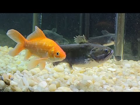 My Gulper Catfish Eats MASSIVE Goldfish!
