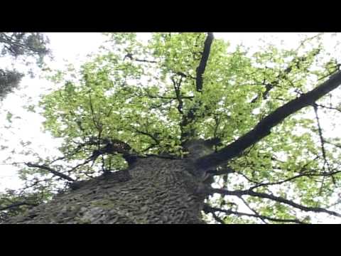 To przychodzi od Boga  (oficjalny zwiastun)