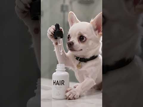 Flowing long hair #haaland #funny #comedy #trending#chihuahua