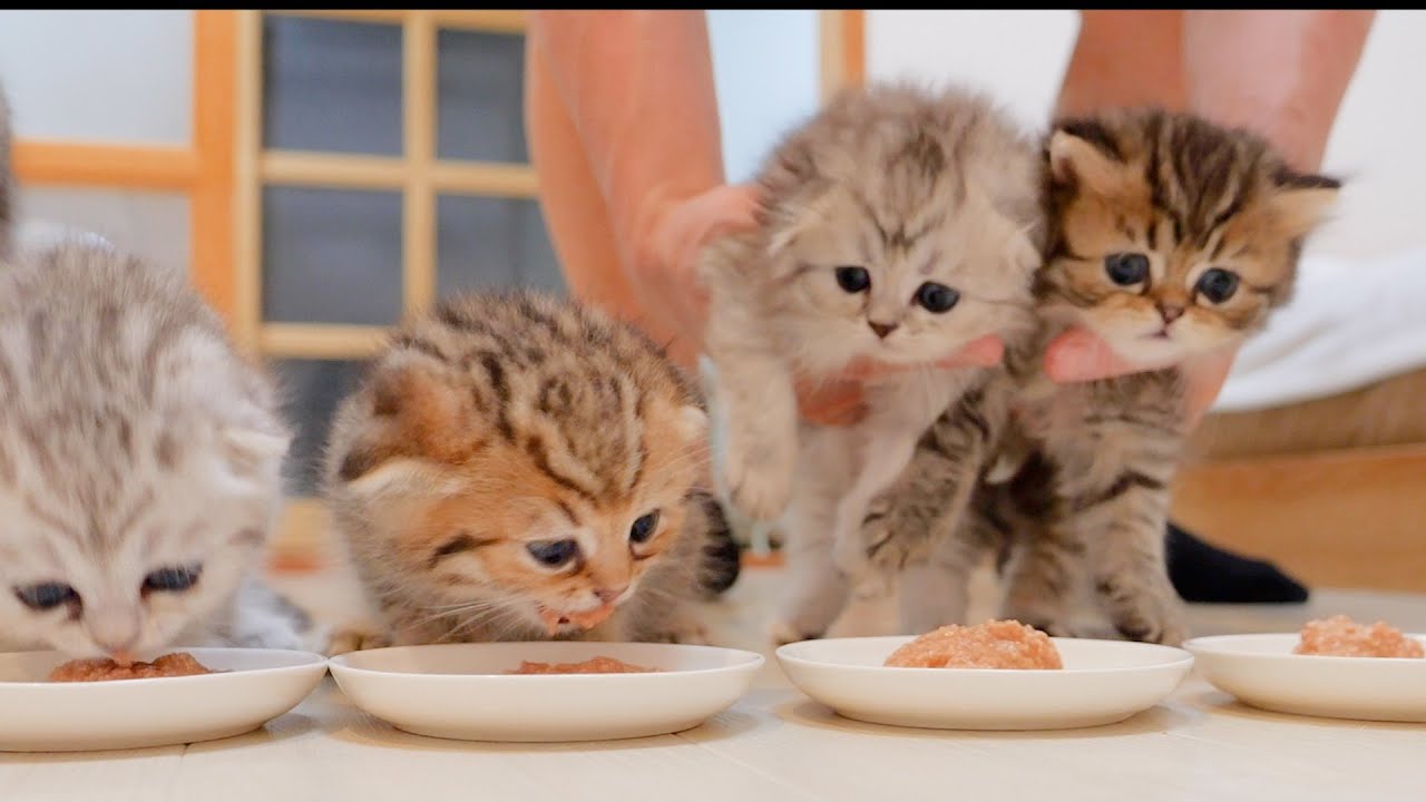 The kitten was taken away for food and the way she ate it was so amazing and so cute!