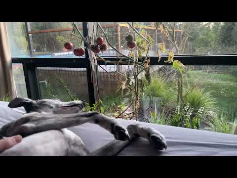 Thumbnail of the embedded YouTube video